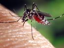 Zanzare e contagi in aumento: "La Regione intervenga sul West Nile Virus" Zanzare e contagi in aumento: "La Regione intervenga sul West Nile Virus"