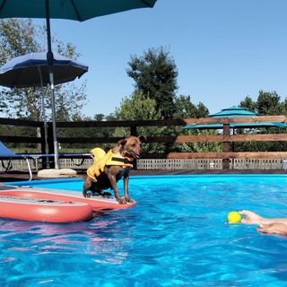 Un tuffo rinfrescante per i nostri amici a quattro zampe: benvenuti alla piscina di &quot;Casa del Cane Vagabondo&quot;!