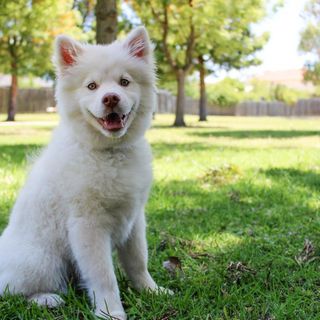 Come proteggere il tuo cane da pulci e zecche: scopri il prodotto Duecto