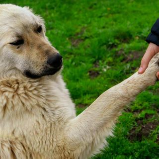 La displasia dell'anca nel tuo amico a quattro zampe: come riconoscerla e gestirla