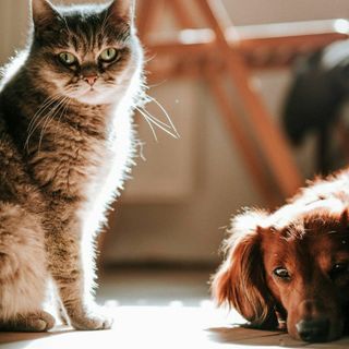 Scopriamo la forza dei fermenti lattici per la salute di cani e gatti