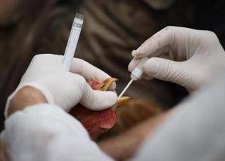 Aviaria si diffonde in Ue, 60 focolai in 3 settimane. Ciccozzi: "Colpa degli allevamenti intensivi"