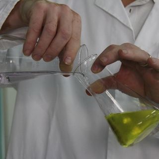 Pieve di Teco, i chimici del ‘Galilei’ incontrano la comunità per analizzare gratuitamente l’olio extravergine di oliva