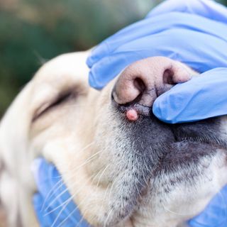 Metodi efficaci per difendere il cane dagli attacchi dei parassiti