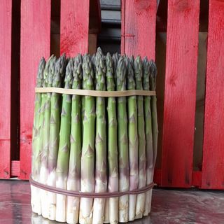 Al via la stagione dell’Asparago Santenese, eredità di Camillo Cavour. Un’ottima annata, favorita dalle piogge