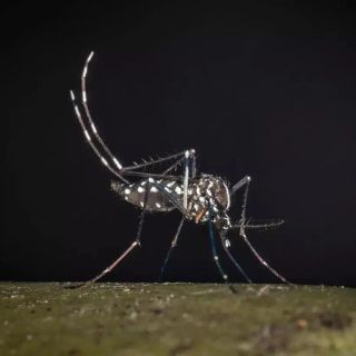 Iss, salgono a 275 i casi confermati di West Nile in Italia. 19 decessi