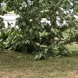 Alberi caduti o pericolanti un pò ovunque, a causa del forte vento