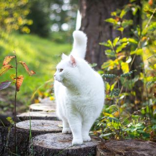 A Rivoli nasce la Consulta per i Diritti e il Benessere degli Animali