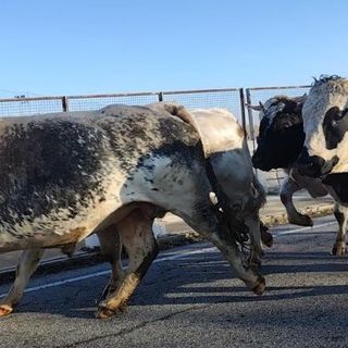 Tori in fuga invadono corso Allamano e bloccano il traffico: panico tra gli automobilisti