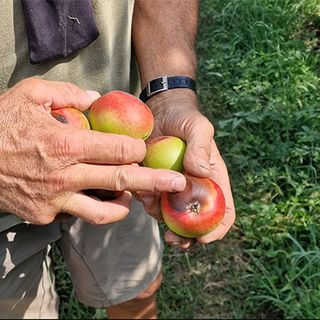 Caldo afoso, il fenomeno nuovo della frutta che “si scotta”: nel Torinese già perso il 15% dei raccolti
