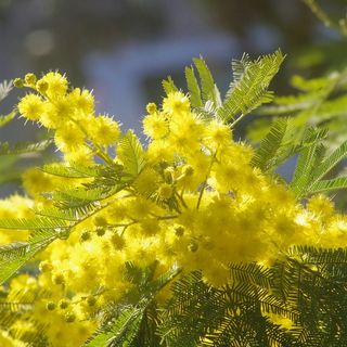 Otto marzo, gli appuntamenti del comune di Collegno per la festa della donna