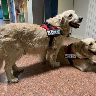 i cani noha e cecilia