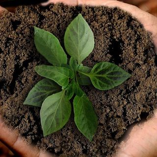 Una zolla di terra con un germoglio nelle mani di una persona