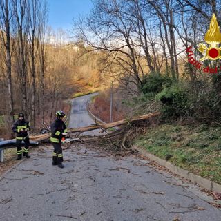 albero caduto e tetti scoperchiati