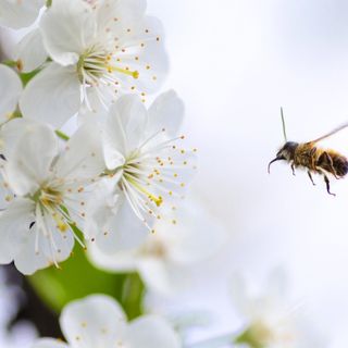 Il Distillato di Legno BioDea: impiego sui suoli e nelle colture ortive