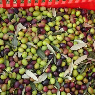 Boom di coltivazioni di olive in Piemonte, Coldiretti: &quot;Nel torinese tocca quota 33 ettari&quot;