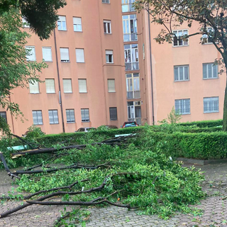 Albero caduto in zona Mirafiori Sud