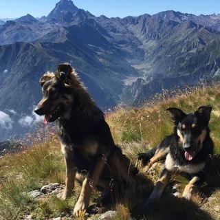 conferenza m5s e foto cani uccisi