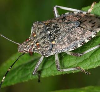 Cimice asiatica, Coldiretti: "Via libera a vespa samurai per salvare i raccolti made in Piemonte"