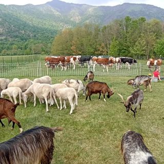 Fiera di San Giorgio a Caselette
