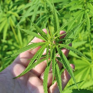 Sì alla coltivazione della cannabis: il Consiglio Regionale approva il via libera per la canapa e le sue filiere produttive