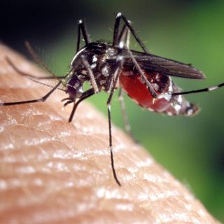 Zanzare e contagi in aumento: &quot;La Regione intervenga sul West Nile Virus&quot;