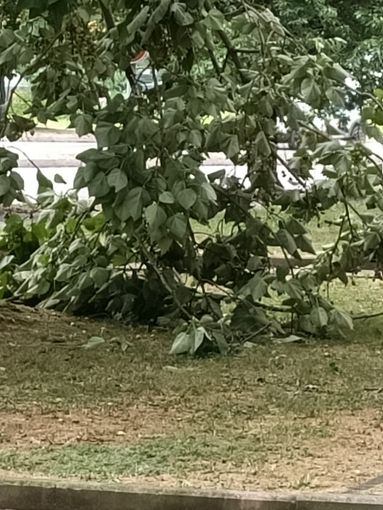 Alberi caduti o pericolanti un pò ovunque, a causa del forte vento Alberi caduti o pericolanti un pò ovunque, a causa del forte vento