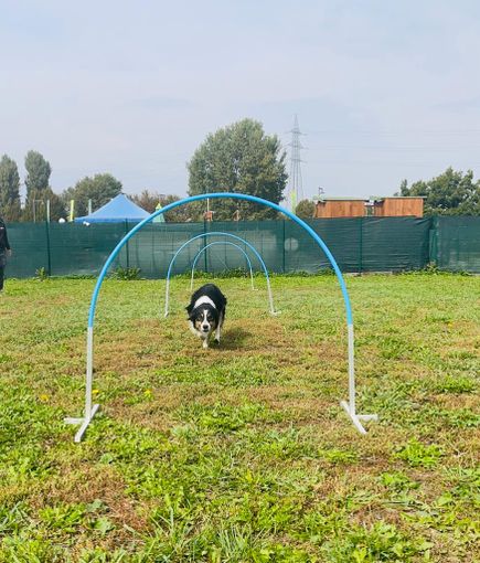 A Collegno arriva il multi evento dedicato agli sport cinofili e ai nostri amici a quattro zampe A Collegno arriva il multi evento dedicato agli sport cinofili e ai nostri amici a quattro zampe