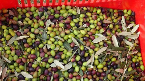 Boom di coltivazioni di olive in Piemonte, Coldiretti: "Nel torinese tocca quota 33 ettari" Boom di coltivazioni di olive in Piemonte, Coldiretti: "Nel torinese tocca quota 33 ettari"