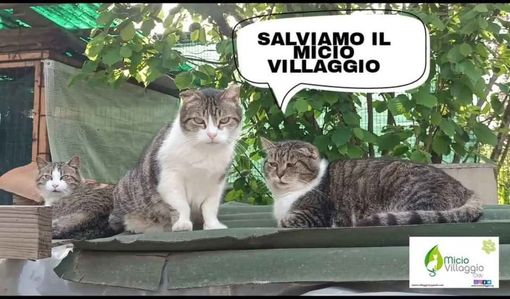 Micio Villaggio rischia di chiudere Micio Villaggio rischia di chiudere