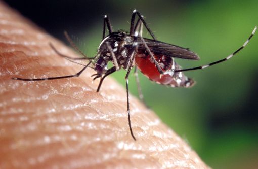 Zanzare e contagi in aumento: "La Regione intervenga sul West Nile Virus" Zanzare e contagi in aumento: "La Regione intervenga sul West Nile Virus"
