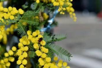 8 marzo, l'Abc della mimosa: perché si regala, dove nasce e come conservarla