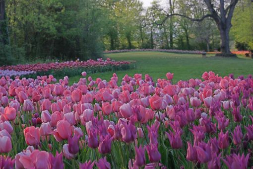 Flor celebra la bellezza della natura Flor celebra la bellezza della natura
