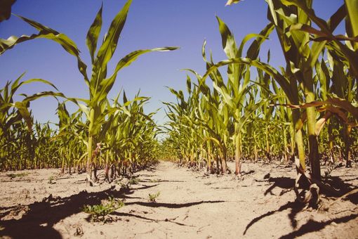 Emergenza idrica, il Piemonte dichiara lo stato di crisi: luglio tra i più secchi degli ultimi 70 anni