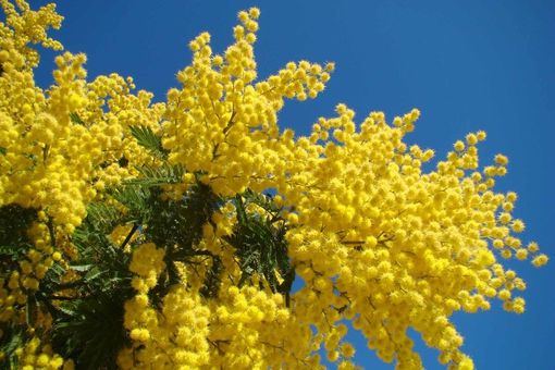 Le mimose, simbolo floreale dell'8 marzo