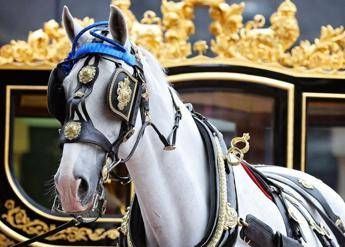 In pensione Tyrone, il cavallo più amato dalla regina Elisabetta