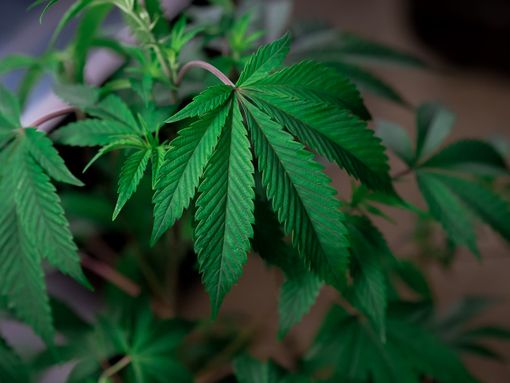 Big Bud: tutto quello che devi sapere sulla varietà di cannabis simbolo degli anni ‘80