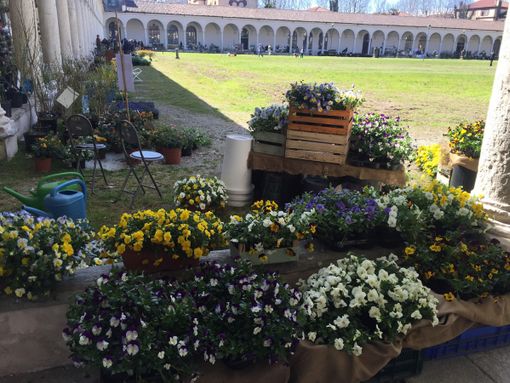 Certosa di Collegno e fiori