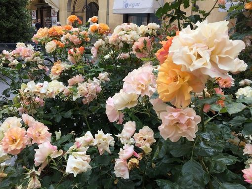 E' il 13 maggio: Buona Festa della mamma! E' il 13 maggio: Buona Festa della mamma!