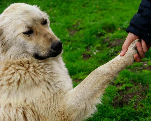La displasia dell'anca nel tuo amico a quattro zampe: come riconoscerla e gestirla