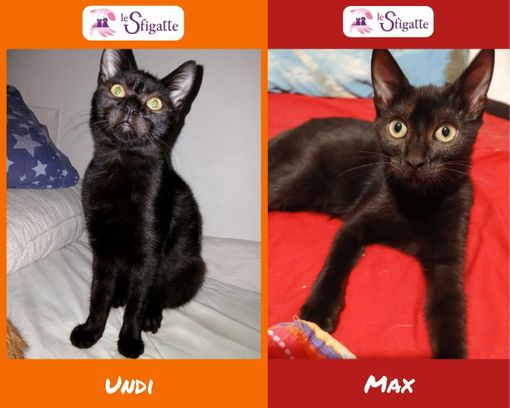 Le gattine tutte nere Undi e Max Le gattine tutte nere Undi e Max