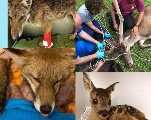 Animali selvatici in difficoltà Animali selvatici in difficoltà