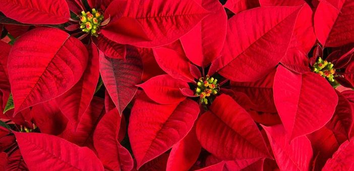 Le stelle di Natale di AIL colorano Pianezza Le stelle di Natale di AIL colorano Pianezza