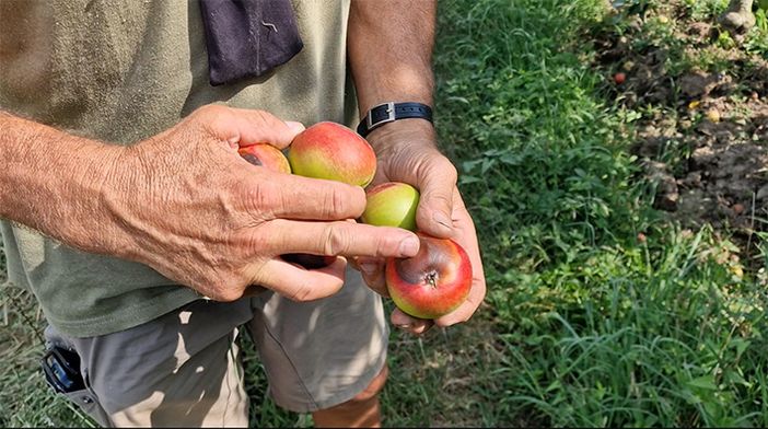 Caldo afoso, il fenomeno nuovo della frutta che “si scotta”: nel Torinese già perso il 15% dei raccolti