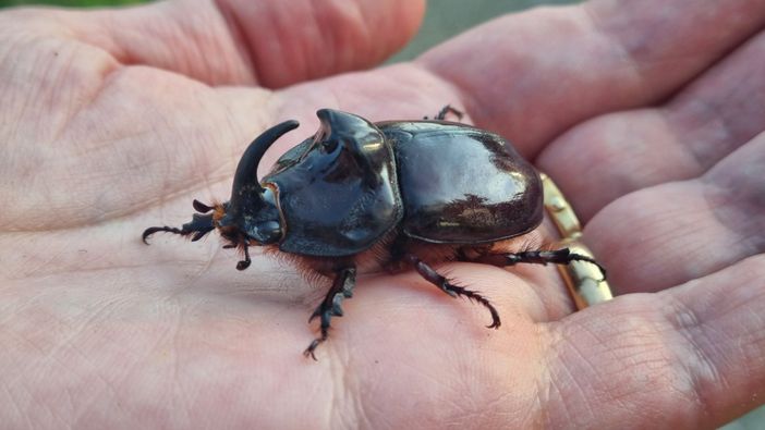 Uno scarabeo rinoceronte Uno scarabeo rinoceronte