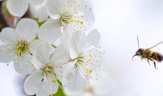 Convegni studio di Bio-Esperia per coltivare in Modo Naturale con Successo Convegni studio di Bio-Esperia per coltivare in Modo Naturale con Successo