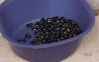 Mucuna Pruriens, tutti i benefici del legume tropicale utilizzato anche per il Parkinson Mucuna Pruriens, tutti i benefici del legume tropicale utilizzato anche per il Parkinson