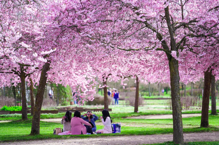 Fioritura dei ciliegi alla Reggia di Venaria: aperture prolungate per tutta la settimana Fioritura dei ciliegi alla Reggia di Venaria: aperture prolungate per tutta la settimana