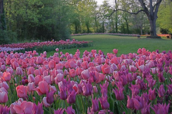 Flor celebra la bellezza della natura Flor celebra la bellezza della natura