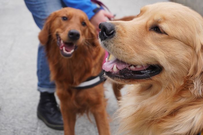 Collegno lancia “Colle-Zampe”: al via il progetto per una convivenza consapevole tra cittadini e cani Collegno lancia “Colle-Zampe”: al via il progetto per una convivenza consapevole tra cittadini e cani